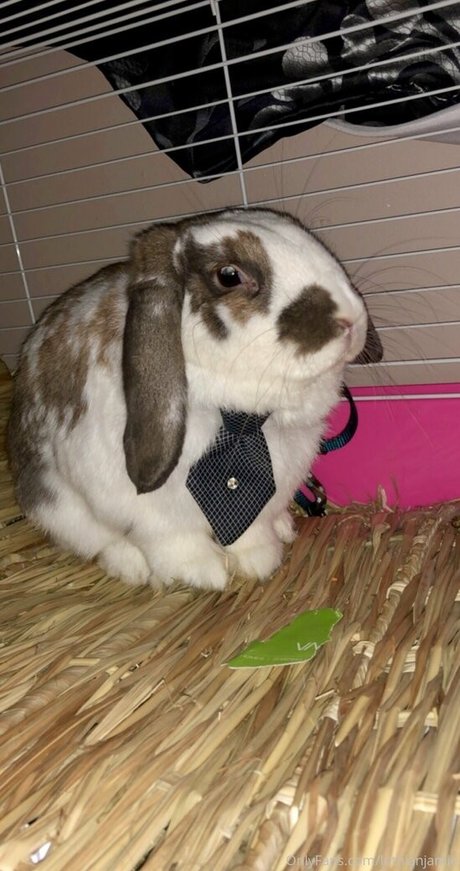 lothianjamie hd model gallery