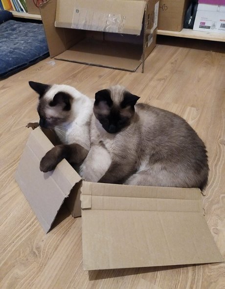 kittykathee free actress photos